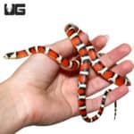Arizona Mountain Kingsnakes (Lampropeltis pyromelana) For Sale - Underground Reptiles