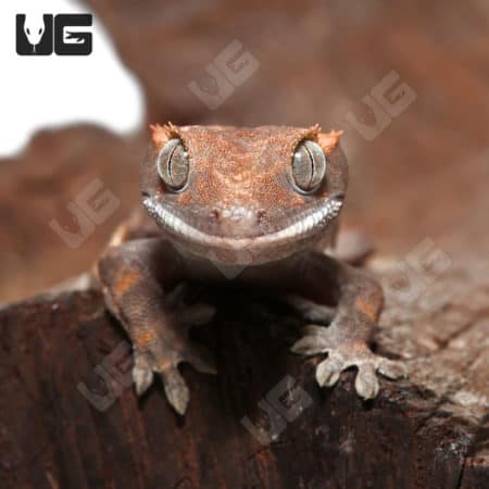 Juvenile Cappuccino Crested Gecko #1 (Correlophus ciliatus) For Sale - Underground Reptiles