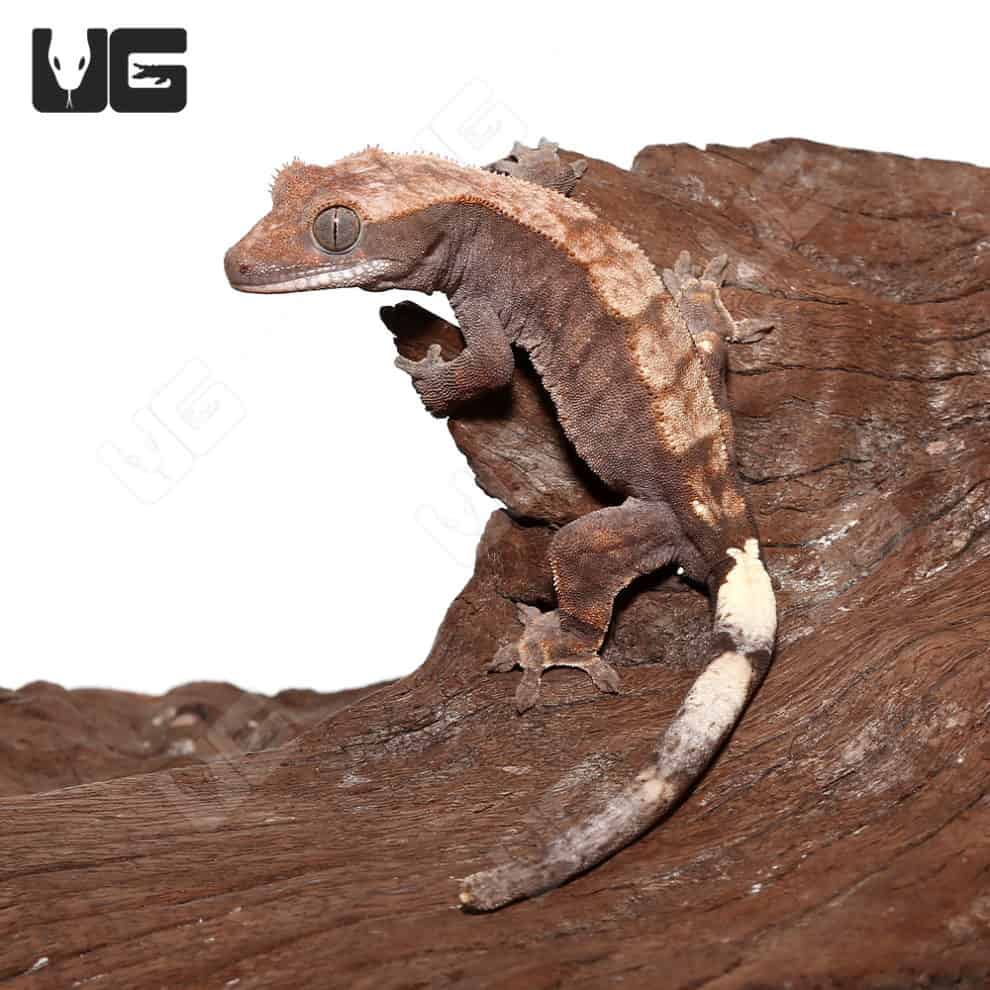 Baby Pinstripe Crested Geckos For Sale Underground Reptiles