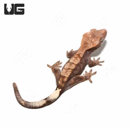 Juvenile Cappuccino Crested Gecko #1 (Correlophus ciliatus) For Sale - Underground Reptiles