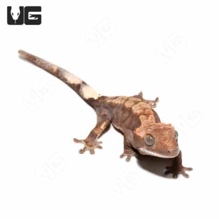Juvenile Cappuccino Crested Gecko #1 (Correlophus ciliatus) For Sale - Underground Reptiles