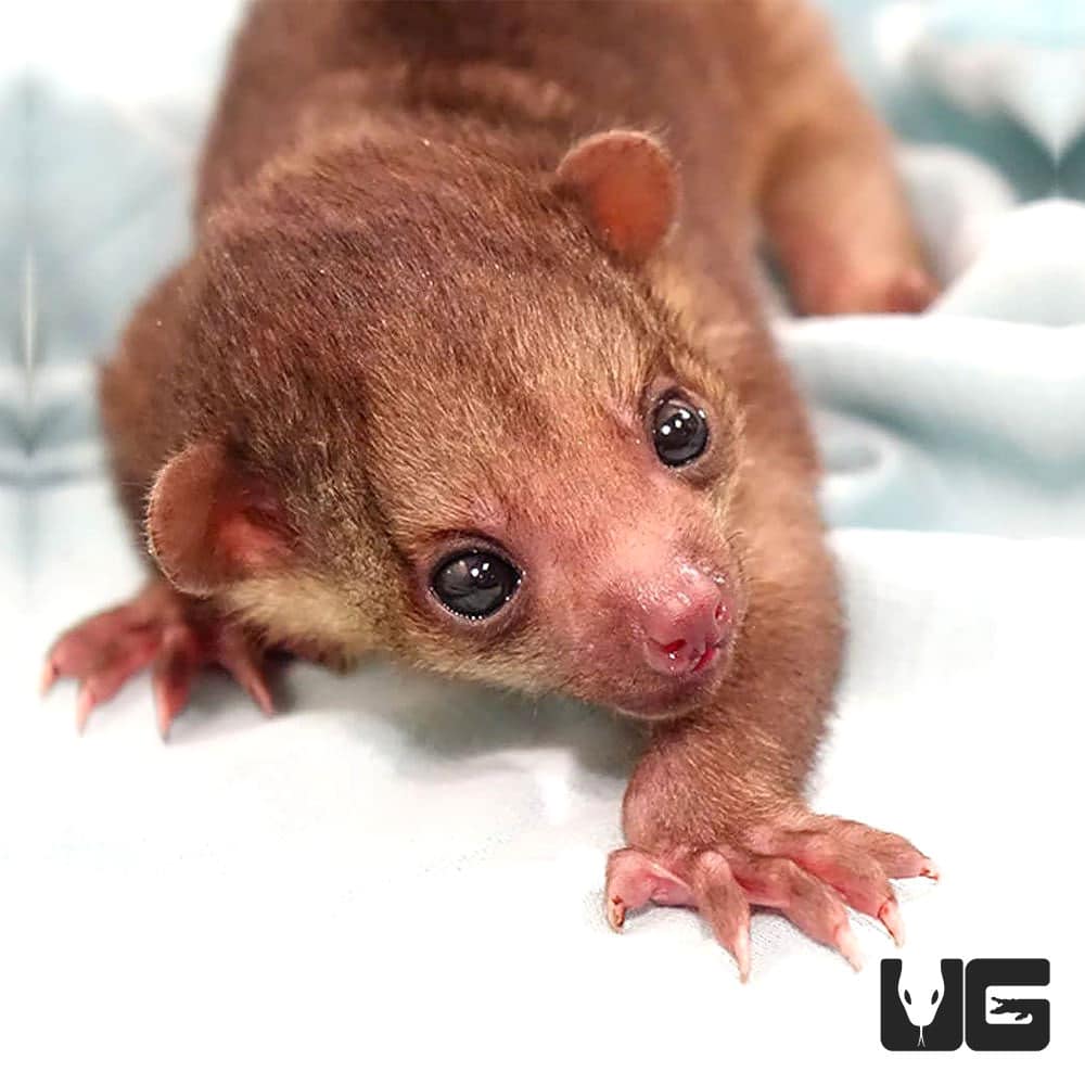 Baby kinkajou for sale