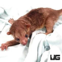 Baby Kinkajous (Honey Bear) For Sale - Underground Reptiles
