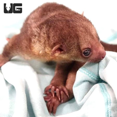 Baby Kinkajous (Honey Bear) For Sale - Underground Reptiles