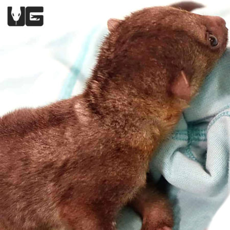 Baby Kinkajous (Honey Bear) For Sale - Underground Reptiles