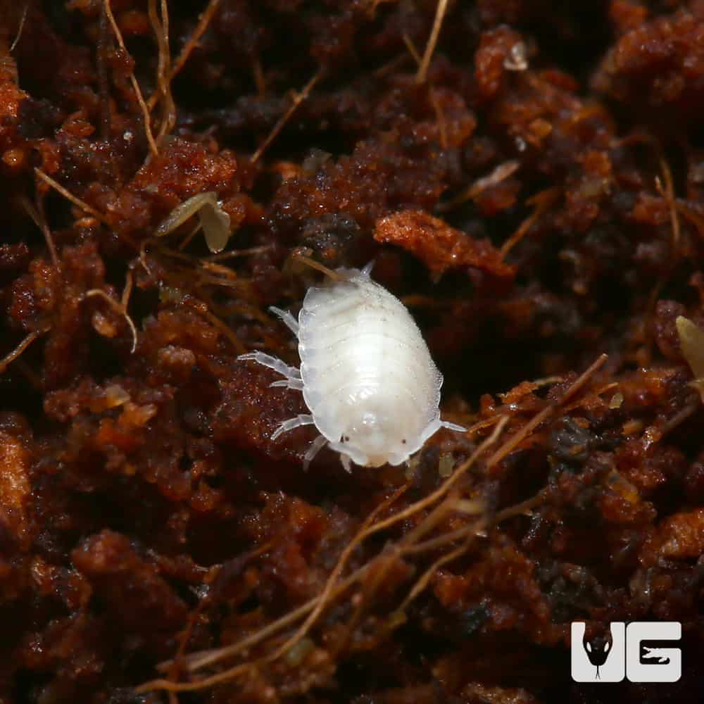 Dwarf White Isopods (trichorhina tomentosa) For Sale - Underground Reptiles