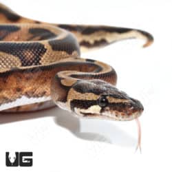 Baby Male Orange Dream Pastel Crypton (#013) (Python regius) For Sale - Underground Reptiles