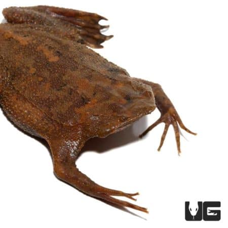 Pipa Pipa Toads For Sale - Underground Reptiles