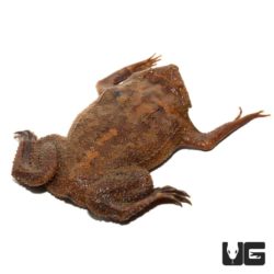 Pipa Pipa Toads For Sale - Underground Reptiles