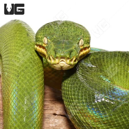 Emerald Tree Boa with distinctive reduced pattern and vibrant green coloration.