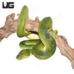 Reduced pattern Emerald Tree Boa (Corallus caninus) For Sale - Underground Reptiles