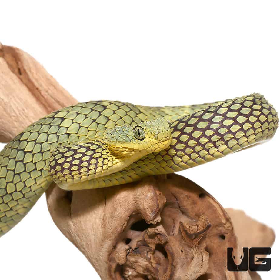 Adult Female Blue Crown Green Squamigera Bush Viper (Atheris squamigera)  For Sale - Underground Reptiles