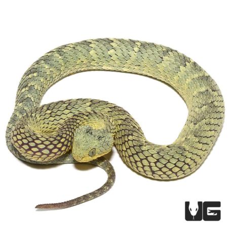 Green Squamigera Bush Viper For Sale - Underground Reptiles