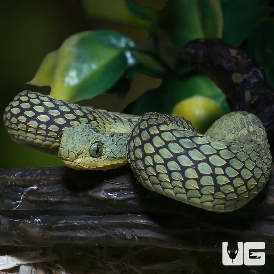 Green bush viper Atheris squamigera , on a branch, captive, Congo