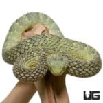Green Squamigera Bush Viper For Sale - Underground Reptiles