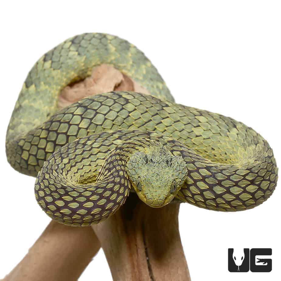 The Variable Bush Viper (Atheris Squamigera) – Ultimate Exotics