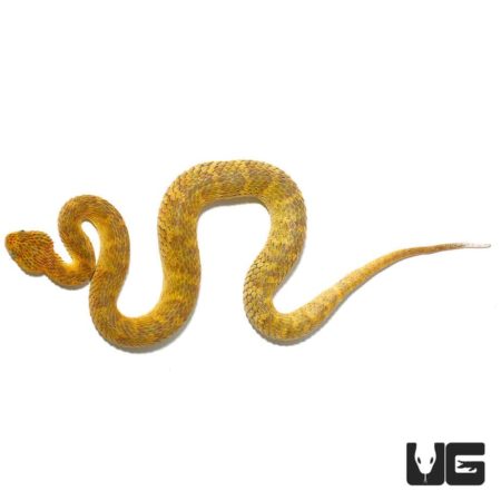 Yellow Orange Squamigera Bush Viper For Sale - Underground Reptiles