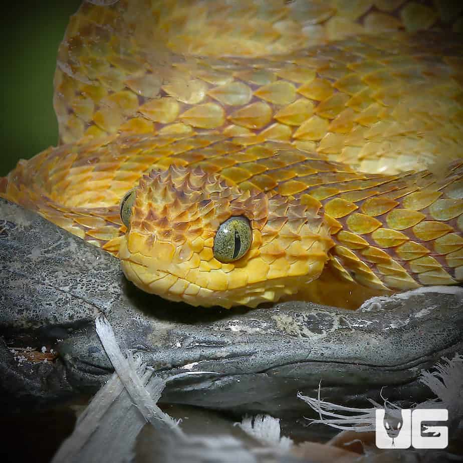 Venomous Bush Viper Snake (Atheris squamigera) with yellow (juvenile) tail  Stock Photo