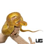 SR-Reptiles - 💙💙Blue & Yellow 💛💛 Atheris squamigera