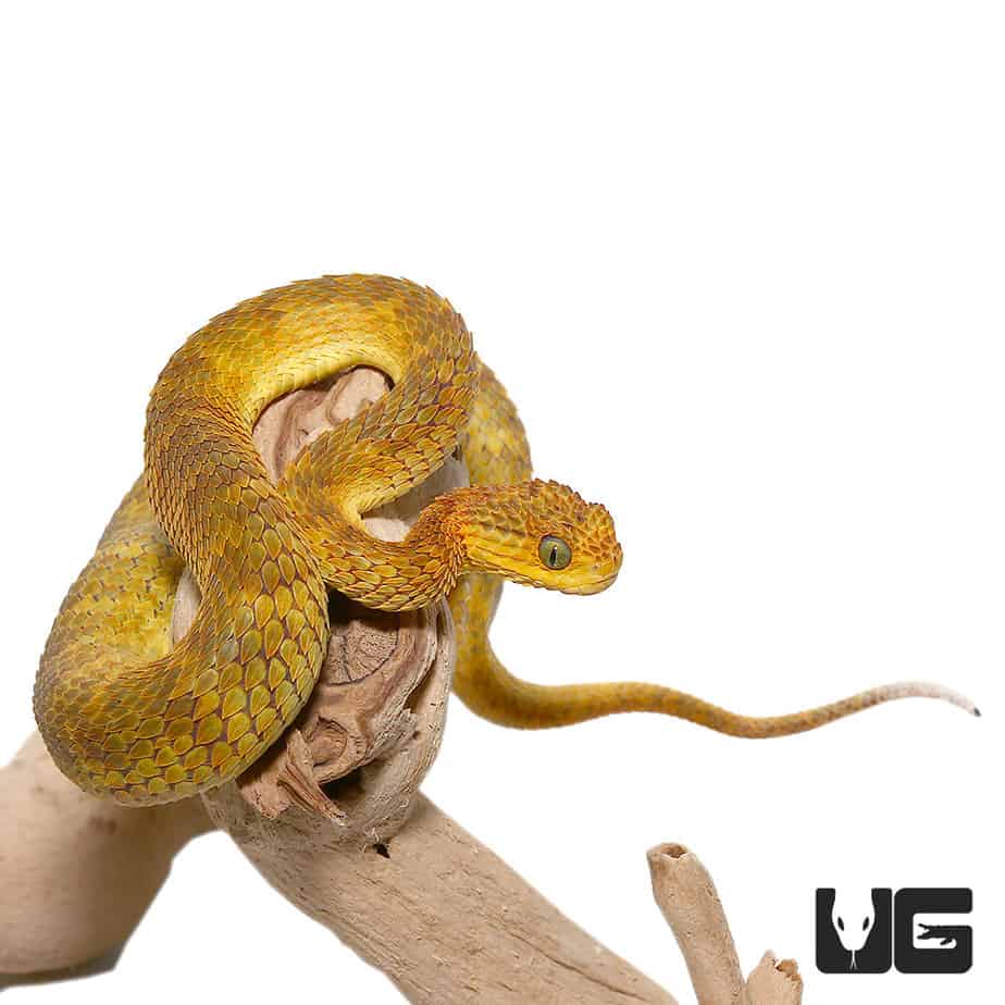 Venomous Bush Viper Snake (Atheris squamigera) with yellow (juvenile) tail  Stock Photo