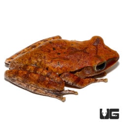Golden Gliding Frogs For Sale - Underground Reptiles