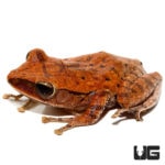 Golden Gliding Frogs For Sale - Underground Reptiles