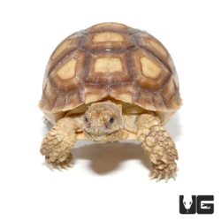 Yearling Sulcata Tortoises For Sale - Underground Reptiles
