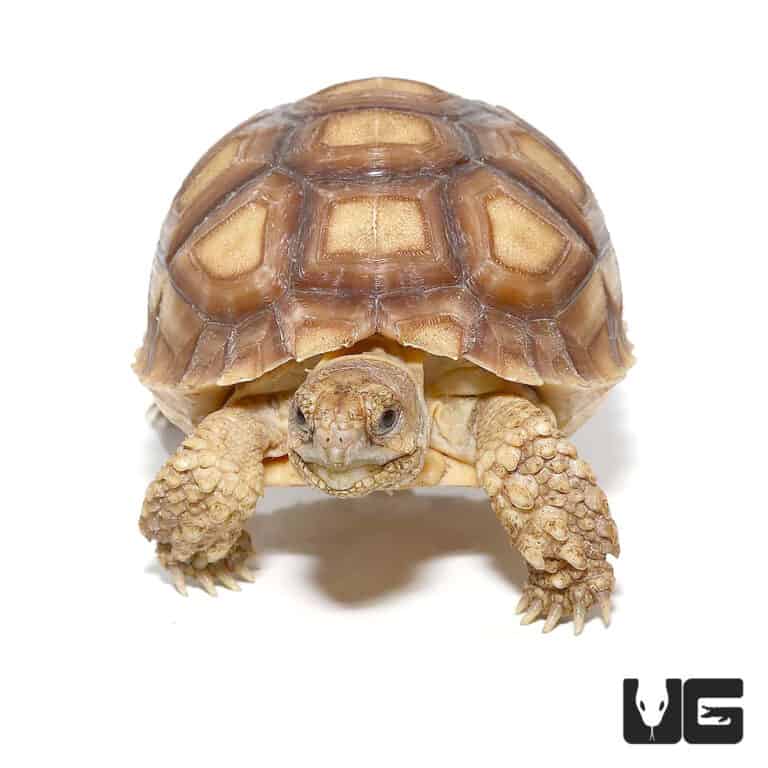 Yearling Sulcata Tortoises For Sale - Underground Reptiles