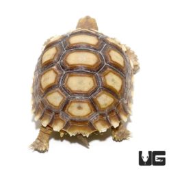Yearling Sulcata Tortoises For Sale - Underground Reptiles