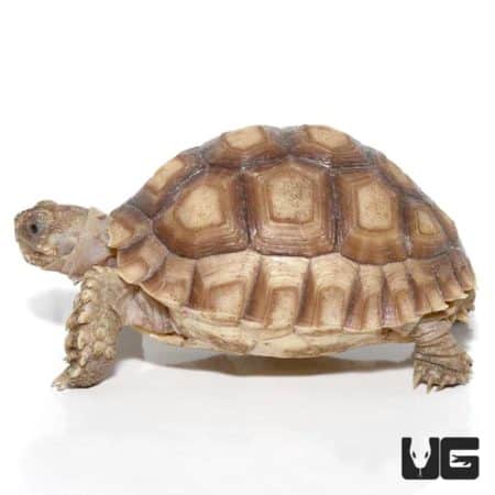 Yearling Sulcata Tortoises For Sale - Underground Reptiles