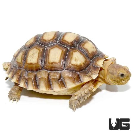 Yearling Sulcata Tortoises For Sale - Underground Reptiles