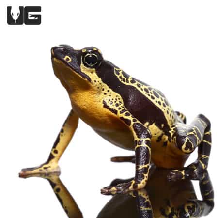 Yellow Harlequin Toad (Atelopus barbotini) For Sale - Underground Reptiles