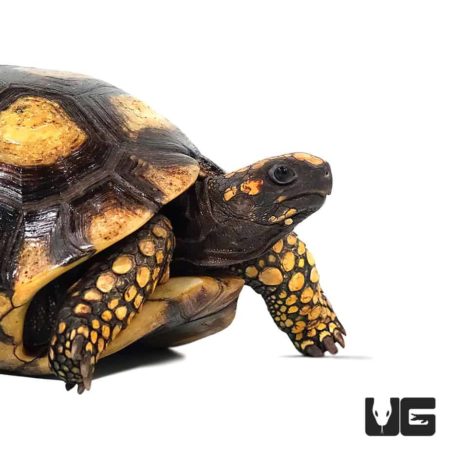 Yellowfoot Tortoises For Sale - Underground Reptiles
