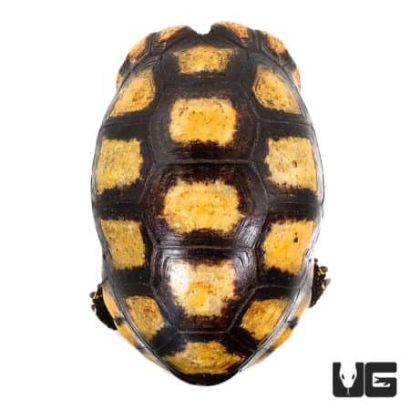 Yellowfoot Tortoise with distinctive yellow markings on its shell.