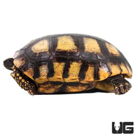 Adult Yellowfoot Tortoise in profile showcasing its distinctive yellow markings on the legs and shel.