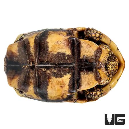 Adult Yellowfoot Tortoise resting with distinctive yellow markings on its legs and shell.