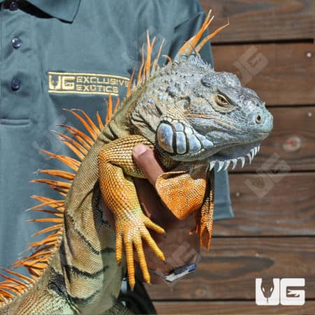 5-6 Foot Green Iguanas (Iguana iguana) For Sale - Underground Reptiles