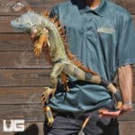 5-6 Foot Green Iguanas (Iguana iguana) For Sale - Underground Reptiles