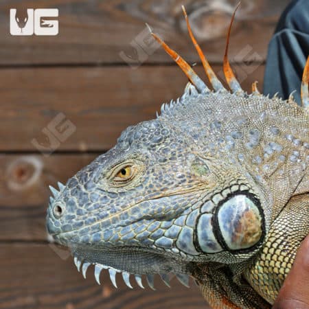 5-6 Foot Green Iguanas (Iguana iguana) For Sale - Underground Reptiles