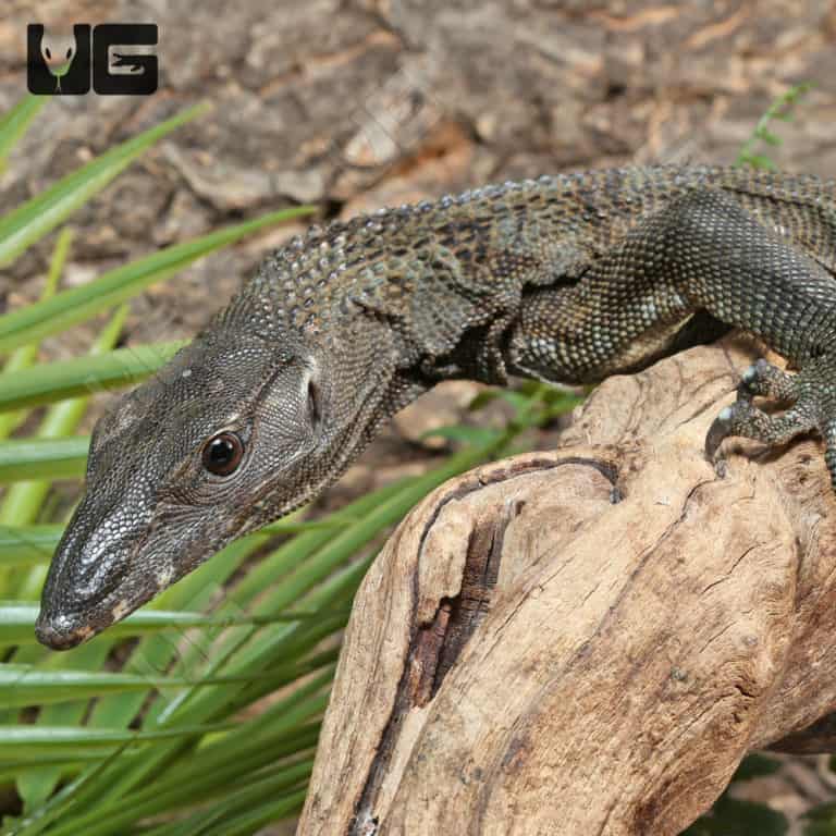 Adult Black Roughneck Monitor - Underground Reptiles