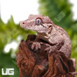Adult Male Striped Gargoyle Geckos (Rhacodactylus auriculatus) for sale