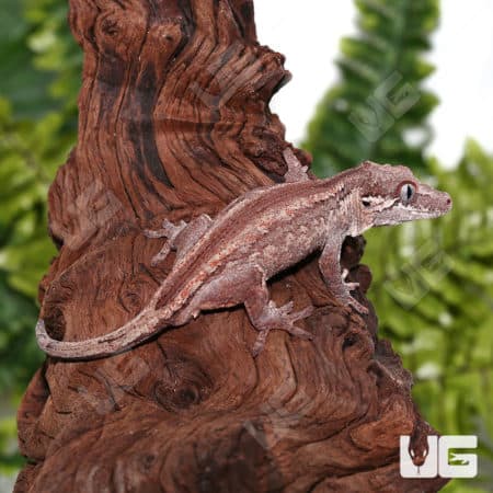 Adult Male Striped Gargoyle Geckos (Rhacodactylus auriculatus) for sale