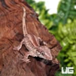 Adult Male Striped Gargoyle Geckos (Rhacodactylus auriculatus) for sale