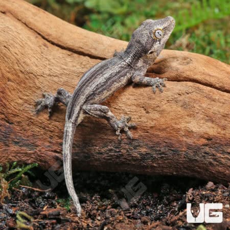 Baby Oreo Stripe Gargoyle Gecko (Rhacodactylus auriculatus) For Sale - Underground Reptiles