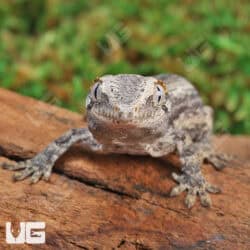 Baby Oreo Stripe Gargoyle Gecko (Rhacodactylus auriculatus) For Sale - Underground Reptiles