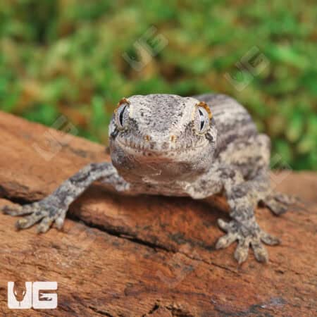 Baby Oreo Stripe Gargoyle Gecko (Rhacodactylus auriculatus) For Sale - Underground Reptiles
