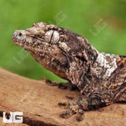 Baby White Collar Pine Island Chahoua Geckos For Sale - Underground Reptiles