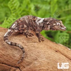 Baby White Collar Pine Island Chahoua Geckos For Sale - Underground Reptiles