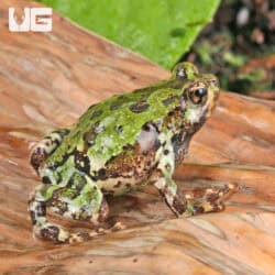 Madagascar Marbled Rain Frog (Scaphiophryne marmorata) For Sale - Underground Reptiles