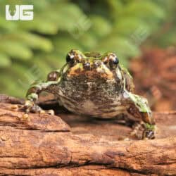 Madagascar Marbled Rain Frog (Scaphiophryne marmorata) For Sale - Underground Reptiles